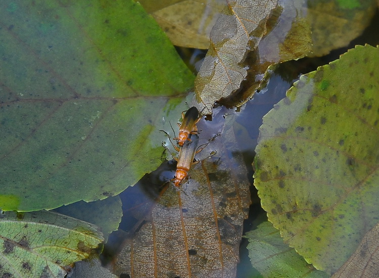 Rhagonycha fulva  - Uniti per sempre